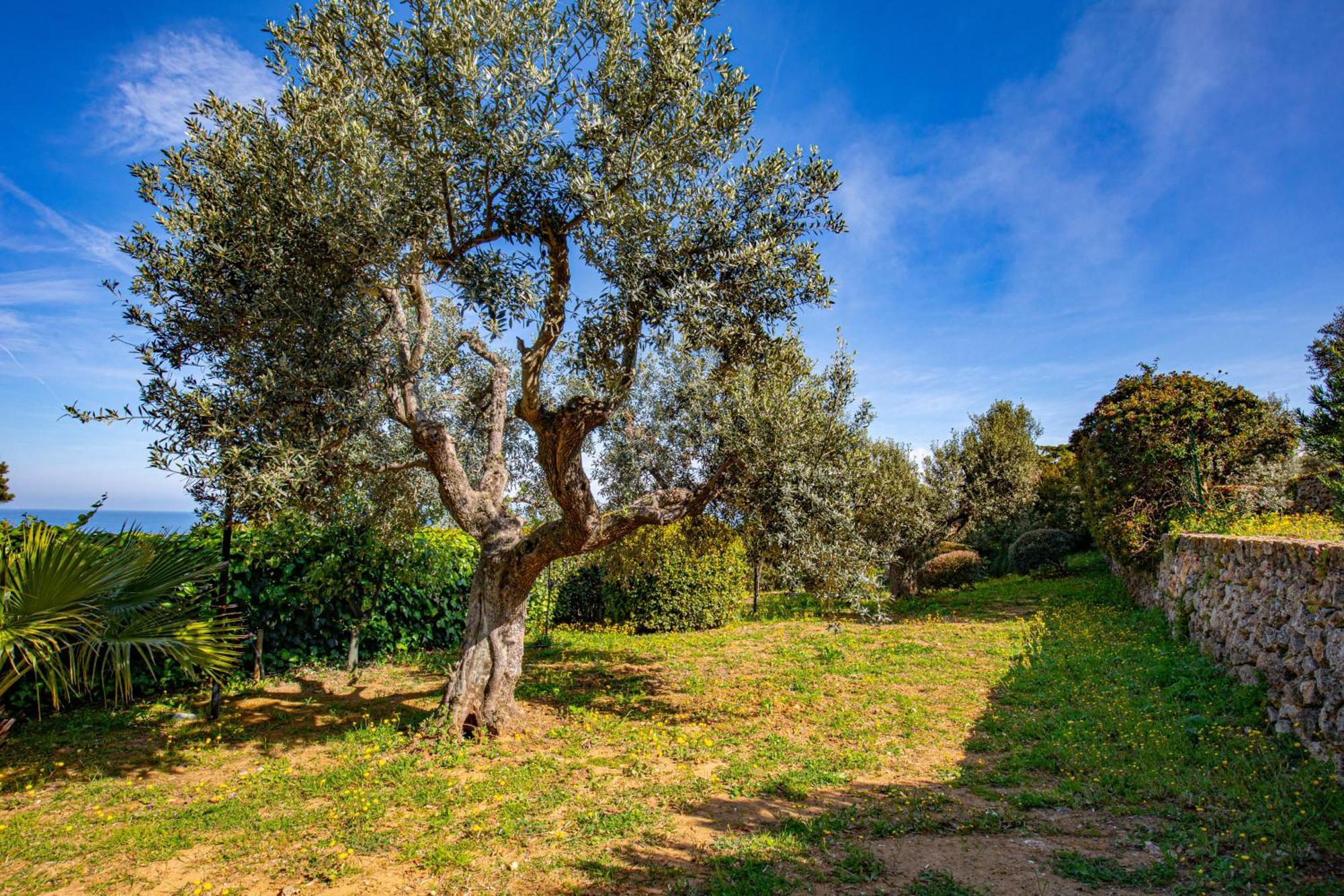 Il Cottage Di Villa Sveva, Splendida Vista Mare Porto Santo Stefano  Eksteriør bilde